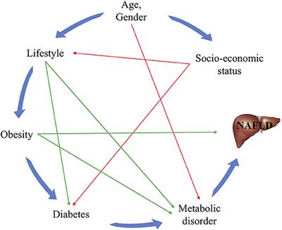 Risk Prediction for Non-alcoholic Fatty Liver Disease Based on Biochemical and Dietary Variables in a Chinese Han Population